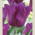 Tulipa Triumph Passio Glossy x7 12/+