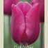 Tulipa Triumph Pink Ardour x7 12/+