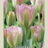 Tulipa Viridiflora Groenland x7 12/+