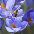 Botanisch Speciosus 7/+
