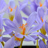Botanisch Speciosus 7/+