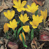 Lutea 15/+
