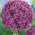 Allium Globemaster x1 20/+