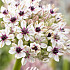 Allium Silver Spring x 2 12/14