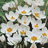 Crocus Chrysanthus Ard Schenk x10 5/6