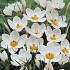 Crocus Chrysanthus Ard Schenk x20 5/6