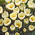 Crocus Chrysanthus Cream Beauty x20 5/6