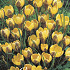 Crocus Chrysanthus Fuscotinctus x20 5/6