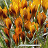 Crocus Chrysanthus Orange Monarch x10 5/7