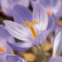 Crocus Speciosus x15 5/6