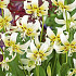 Erythronium White Beauty x1 I .