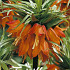 Fritillaria Imp. Rubra x1 24/26