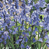 Hyacinthoides Hispanica Blue x10 8/9