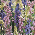 Hyacinthoides Hispanica Mixed x10 8/9