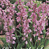 Hyacinthoides Hispanica Pink x10 8/9