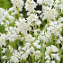 Hyacinthoides Hispanica White x10 8/9