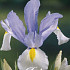 Iris Hollandica Surprise x10 8/9