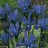 Iris Reticulata Blue x15 5/6