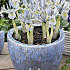 Iris Reticulata Katharina Hodgkin x10 5/6