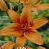 Lilium Asiatic Orange x2 16/18