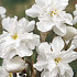 Narcis Botanical Albo Plenus x5 12/14