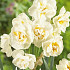 Narcis Botanical Bridal Crown x6 12/14
