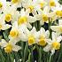 Narcis Botanical Golden Echo x7 12/+