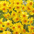 Narcis Botanical Martinette x7 12/+