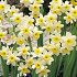 Narcis Botanical Minnow x10 12/14