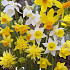 Narcis Botanical Mixed x10 12/+