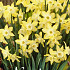 Narcis Botanical Pipit x7 12/+