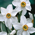 Narcis Botanical Recurvers x5 12/+
