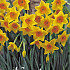 Narcis Botanical Suzy x5 12/14