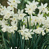 Narcis Botanical Thalia x7 12/+