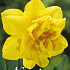 Narcis Double Dick Wilden x5 14/16