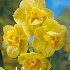 Narcis Double Yellow Cheerfulness x5 14/16