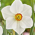 Narcis large cup  Actaea x5  14/16