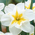 Narcis Splitcrown Lemon Beauty x5 14/16
