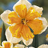Narcis Splitcrown Orangery x5 14/16
