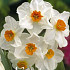 Narcis Tazetta Geranium x5 14/16