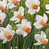 Narcissus Cyclamineus Carice x5 12/+