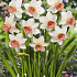 Narcissus Cyclamineus Iwona x5 12/+