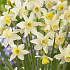 Narcissus Jonquilla Sailboat x10 10/12
