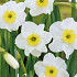 Narcissus Small Cupped Segovia x7 12+