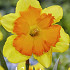 Narcissus Splitcrown Congress x5 14/16
