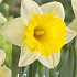 Narcissus Trumpet Goblet x5 14/16