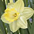 Narcissus Trumpet Ladea x5 14/16