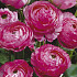 Ranunculus Asiaticus Pink x10 6/7