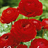 Ranunculus Asiaticus Red x10 6/7