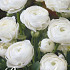 Ranunculus Asiaticus White x10 6/7